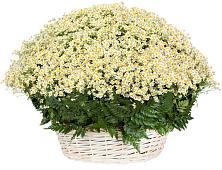 Цветочная композиция из Ромашки в корзине #REPLACE_PRED# Сычевке
